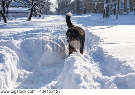 Bernese Mountain Dog Covered With Snow Walking Through The Big Snow Drifts. A Lot Of Snow On Winter 