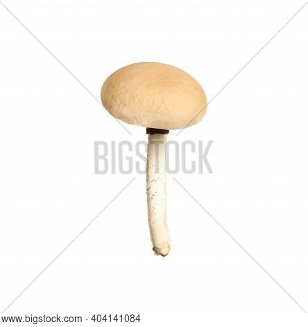 Fresh Wild Pioppini Mushroom Isolated On White