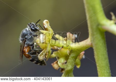 Image Of Little Bee Or Dwarf Bee(apis Florea) On Yellow Flower Collects Nectar On A Natural Backgrou