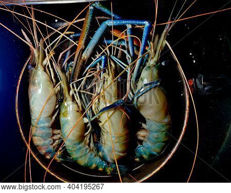 Scampi ,attukonchu, Jinga , Golda Chingdi , Dublin Bay Prawn ,nephrops Norvegicus Or Norway Lobster 