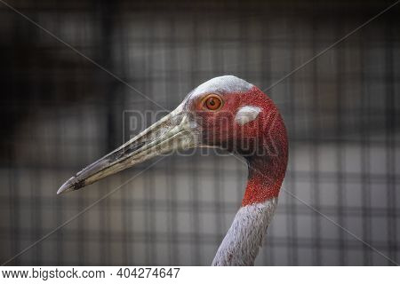 Image Of Grus Antigone Antigone Head On Balustrade Background. Animals. Birds.