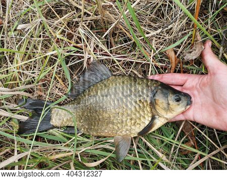 A Man's Hand Holds An Almost Dead Freshwater Fish, The Fish Die From Polluted Water, Carassius