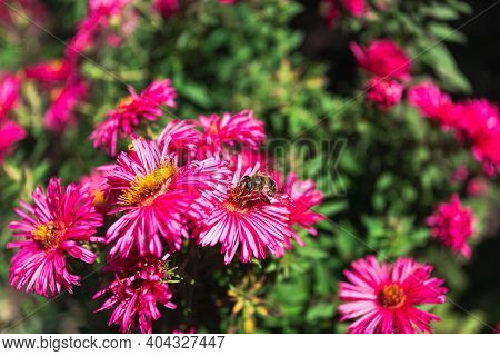 Bee Drinks Nectar From Autumn Flowers, Close Up