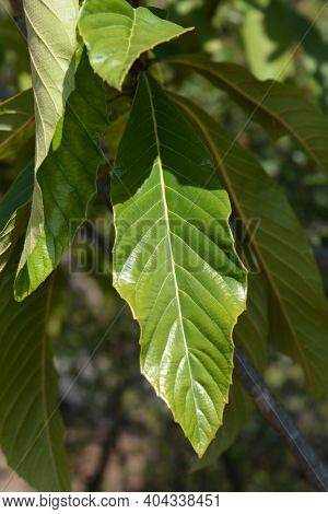 Japanese Medlar Leaf - Latin Name - Eriobortya Japonica