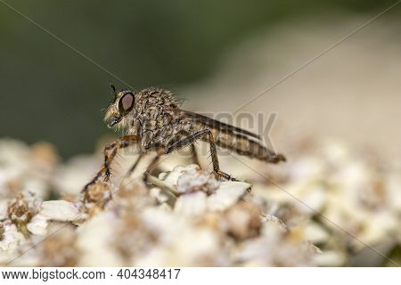 Brown Heath Robberfly (machimus Cingulatus) On Achillea Millefollium 'peachy Seduction'