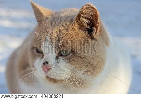 Portrait Of Red Beautiful Fluffy Homeless Cat, He Sits On The Snow In Winter. Animal Welfare Concept