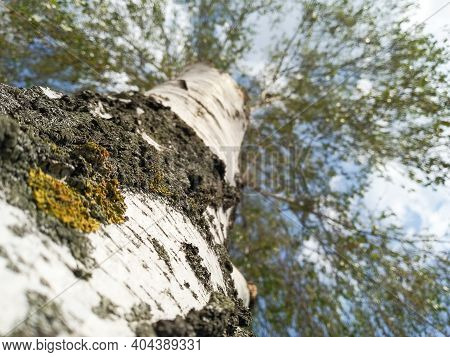Selective Focus On The Bark Of Birch Trunk Against The Background Of Blurred Branches. Photo Of Tree