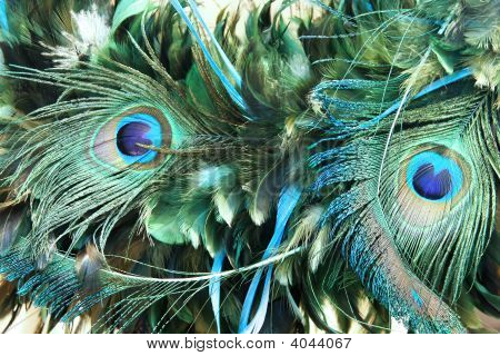 Pluma de pavo real