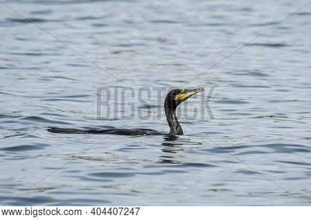 The Great Cormorant (phalacrocorax Carbo), Known As The Black Shag In New Zealand And Formerly Also 