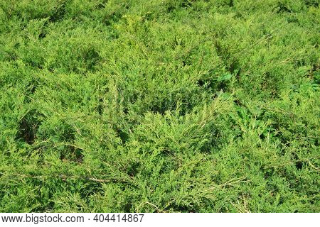Green Hedge Of Thuja Trees Cypress, Juniper . Bush.. Thuja Green Natural Background. Hedge Of Thuja