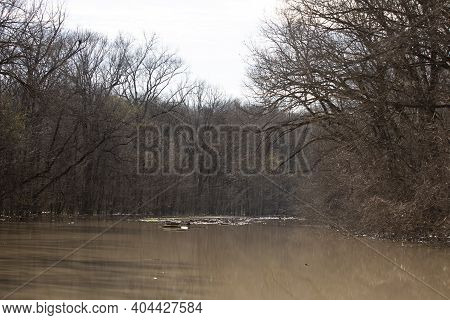Floodwaters From A Swamp Encroaching On A Grove Of Trees
