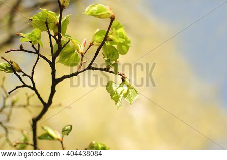 Small Spring Leaves And Buds On A Branch. Spring In The Forest. Fresh Herbs.