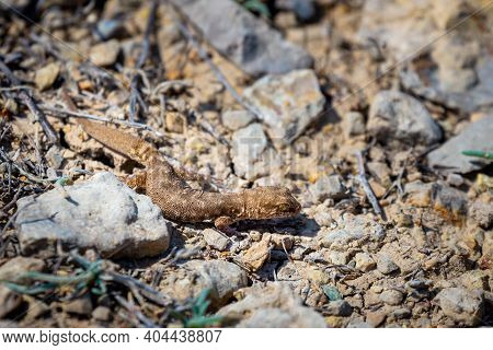 Even-fingered Gecko Genus Alcophyllex Or Squeaky Gecko In Wild Nature.
