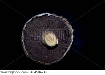 One Sigle  Portobello Mushrooms On It Own