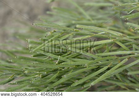 Alpine Wallflower Seed Pods - Latin Name - Erysimum Cheiri
