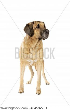 Broholmer Dog