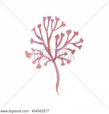 Watercolor Clipart Of Irish Sea Moss. Set Of Red Algae, Weed