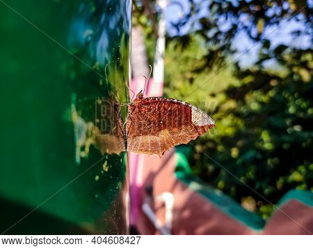 Elymnias Hypermnestra, The Common Palmfly, Is A Species Of Satyrine Butterfly Found In South And Sou