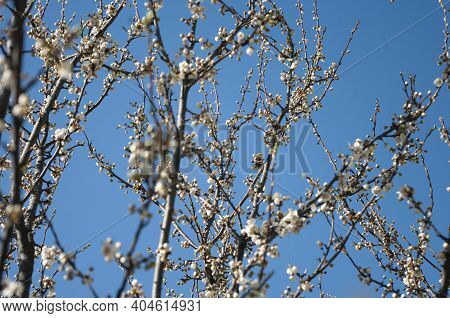 First Flowers Bloomig Tree Of Plum, White Flowers, Blue Sky, Bokeh Effect. Selected Focus. Spring Ti