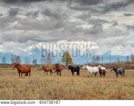 A Herd Of Horses In The Tunka Valley In Sayan.