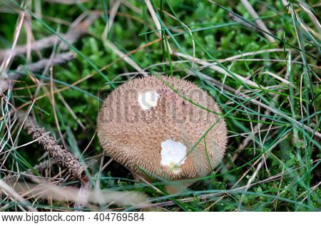 A Close Up Of A Bovist In The Forest.