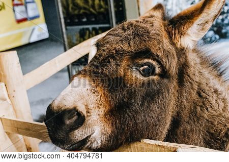 Whitchurch, Bristol, Uk - November 29, 2017: Amigo Donkey Nativity Animals In Whitehall Garden Centr
