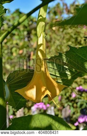 Datura Flower - Exotic Poisonous Plant Blooming With A Big Size Yeallow Trumpets