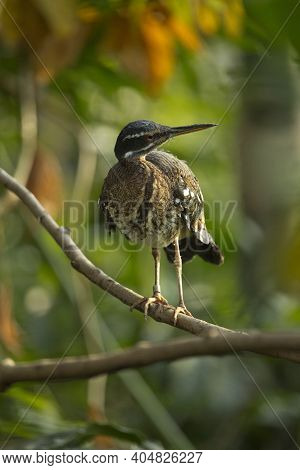 The Sunbittern (eurypyga Helias) Sitting On A Branch.