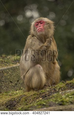 The Snow Monkey Or Japanese Macaque (macaca Fuscata).