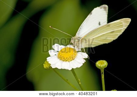 Fieber nur wenige mit Schmetterling