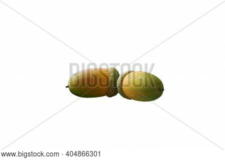 Two Acorns (quercus Robur) On Isolated White Background