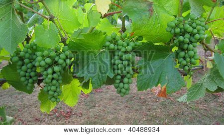 Verdes racimos de uvas en la vid