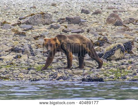 Grizzli marchant sur un bord de mer dans le Parc National de Glacier Bay, en Alaska
