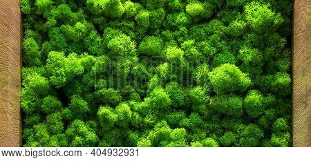 The Texture Of The Moss. Backgruond Close Up Interior Design. Top View Close Up.