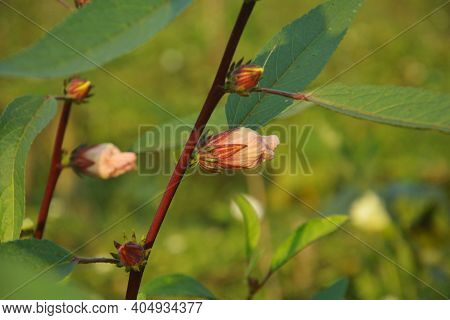 Close Up Of A Ladies Finger Plant, Okra (abelmoschus Esculentus) With Maroon Color Stem, Green Leave