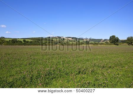 Red Clover Fields