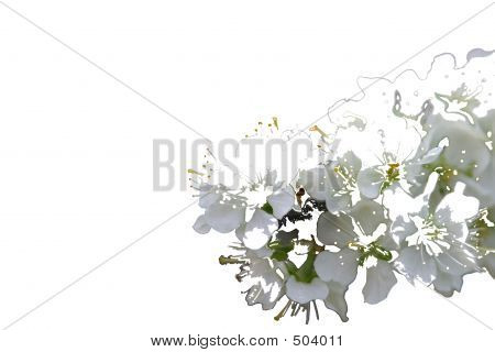 Spring Greeting