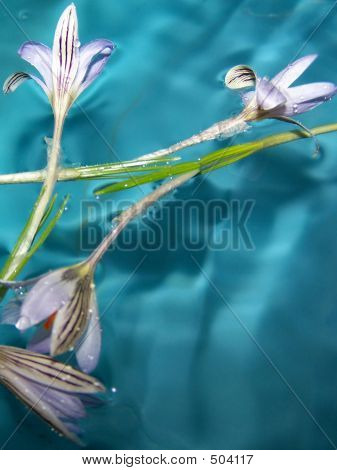 Snowdrops And Water