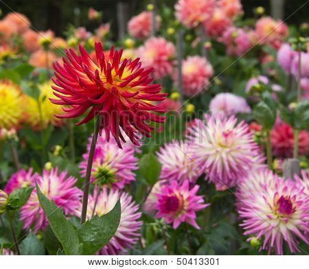 Dahlia Garden