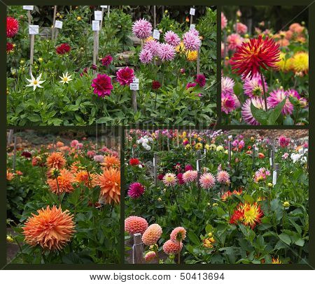 Dahlia Garden
