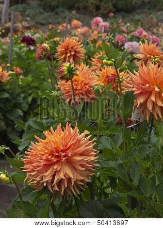 Dahlia Garden