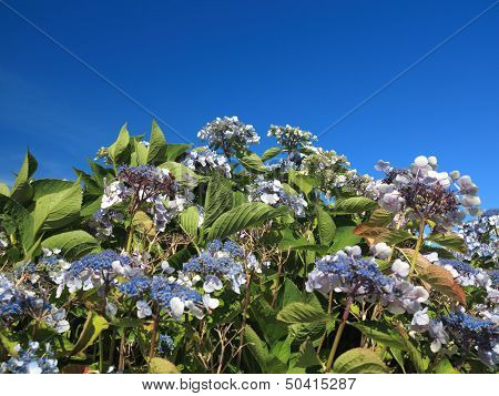 Hydrangea Aspera Macrophylla Hortensia Flowers