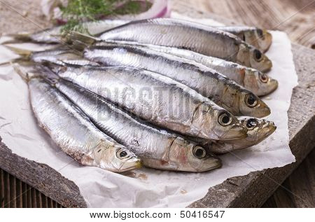 pilchard 