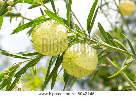 Swan Plant Or Balloonplant
