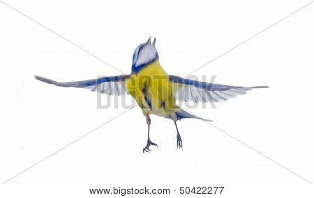 blue tit isolated on white