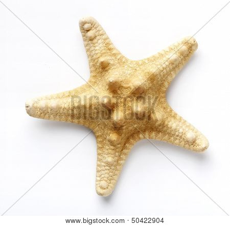 Starfish, Sea stars and shells