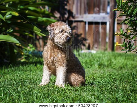 Goldendoodle