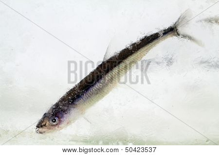 Smelt In The Winter Under Ice (osmerus Eperlanus)