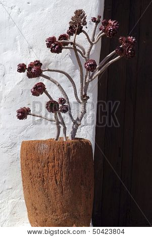 Succulent Plant In A Pot. Fuerteventura, Canary Islands.
