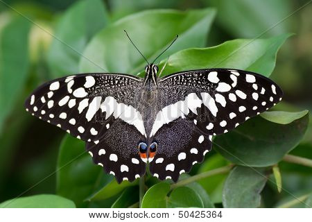 Citrus Swallow-tail Butterfly